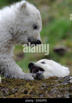 Munich, Allemagne. Mar 19, 2014. La 14 Semaine des jumeaux explorer leur enclos au zoo Hellabrunn de Munich, Allemagne, 19 mars 2014. C'est la première fois que les ours polaires qui sont nés le 09 décembre 2013 ont été présentés au public. Photo : Andreas Gebert/dpa/Alamy Live News Banque D'Images