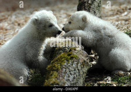 Munich, Allemagne. Mar 19, 2014. La 14 Semaine des jumeaux explorer leur enclos au zoo Hellabrunn de Munich, Allemagne, 19 mars 2014. C'est la première fois que les ours polaires qui sont nés le 09 décembre 2013 ont été présentés au public. Photo : Andreas Gebert/dpa/Alamy Live News Banque D'Images