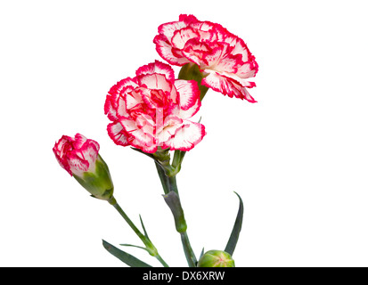 De belles fleurs sont roses avec un oeillet blanc , de bourgeons et de pétales. Présenté sur un fond blanc. Banque D'Images