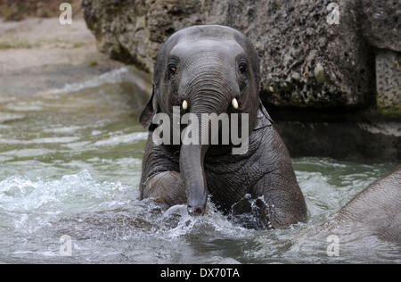 Munich, Allemagne. Mar 19, 2014. Bébé éléphant Ludwig (C) joue dans l'eau avec les autres éléphants adultes au zoo Hellabrunn de Munich, Allemagne, 19 mars 2014. Crédit : Andreas Gebert/dpa/Alamy Live News Banque D'Images