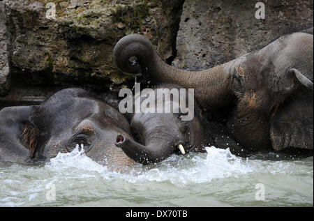 Munich, Allemagne. Mar 19, 2014. Bébé éléphant Ludwig (C) joue dans l'eau avec les autres éléphants adultes au zoo Hellabrunn de Munich, Allemagne, 19 mars 2014. Crédit : Andreas Gebert/dpa/Alamy Live News Banque D'Images