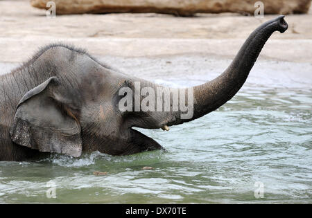Munich, Allemagne. Mar 19, 2014. Bébé éléphant Ludwig joue dans l'eau avec les autres éléphants adultes au zoo Hellabrunn de Munich, Allemagne, 19 mars 2014. Crédit : Andreas Gebert/dpa/Alamy Live News Banque D'Images