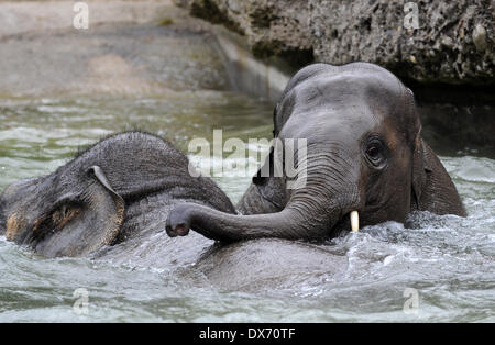 Munich, Allemagne. Mar 19, 2014. Bébé éléphant Ludwig (R) joue dans l'eau avec les autres éléphants adultes au zoo Hellabrunn de Munich, Allemagne, 19 mars 2014. Crédit : Andreas Gebert/dpa/Alamy Live News Banque D'Images