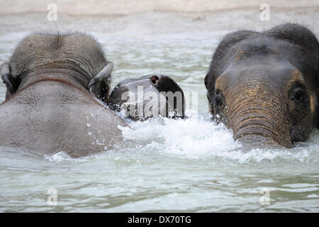 Munich, Allemagne. Mar 19, 2014. Bébé éléphant Ludwig (C) joue dans l'eau avec les autres éléphants adultes au zoo Hellabrunn de Munich, Allemagne, 19 mars 2014. Crédit : Andreas Gebert/dpa/Alamy Live News Banque D'Images