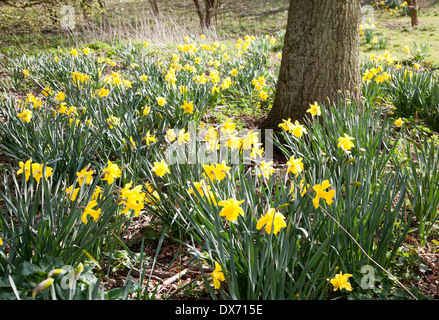 Les jonquilles en fleurs autour de la base d'un arbre, Suffolk, Angleterre Banque D'Images