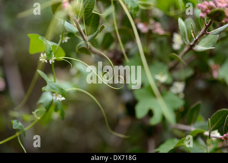 Plantes et feuilles vertes enroulées sur le premier jour du printemps à San Diego, CA / © Craig M. Eisenberg Banque D'Images