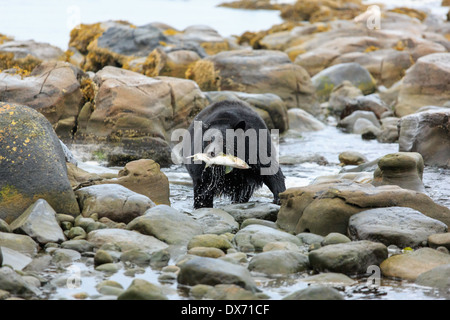 Un ours noir avec un poisson dans la bouche d'elle. Banque D'Images