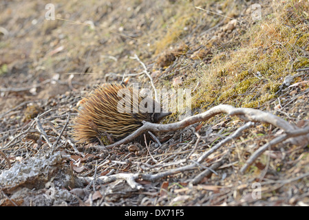 Échidné à nez court (Tachyglossus aculeatus), également appelé l'anteater, de recherche de nourriture en début de soirée. Remarque sur la face du sol. Banque D'Images