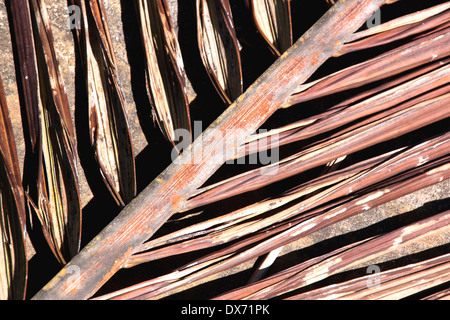 Résumé Portrait de l'ancien modèle de feuille de palmier en décomposition et de textures Banque D'Images