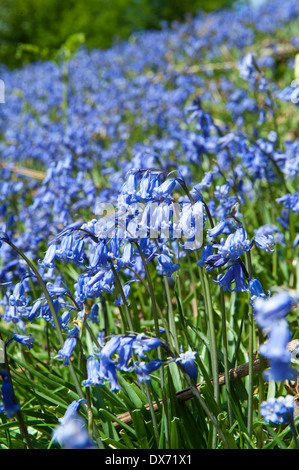 Bluebells (Hycinthoides non-scripta) en pleine floraison au printemps côté bancaire couvrant Banque D'Images