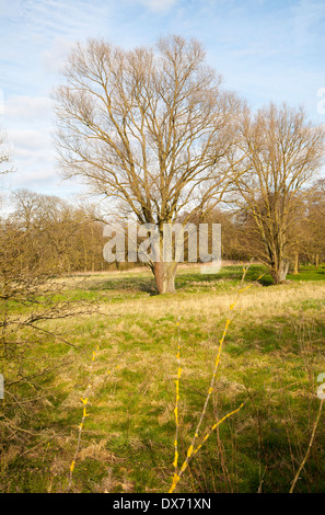 En hiver arbres poussant dans les zones humides, prairies, Suffolk, Angleterre Shottisham Banque D'Images