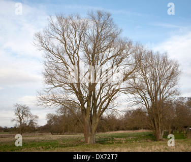 En hiver arbres poussant dans les zones humides, prairies, Suffolk, Angleterre Shottisham Banque D'Images