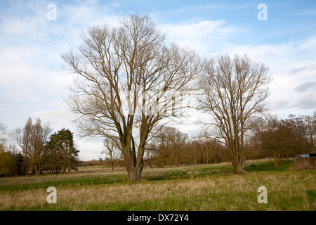 En hiver arbres poussant dans les zones humides, prairies, Suffolk, Angleterre Shottisham Banque D'Images