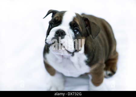 British Bulldog puppy Banque D'Images