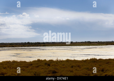 Site du patrimoine mondial de la Camargue dans le sud de la France Banque D'Images