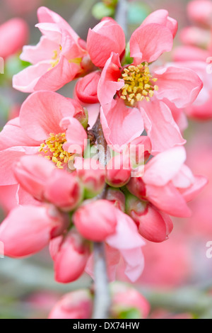 Gros plan de fleurs de printemps avec des fleurs rose Banque D'Images