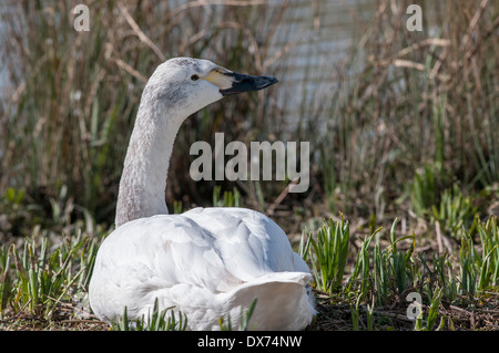 Cygne de Bewick Banque D'Images