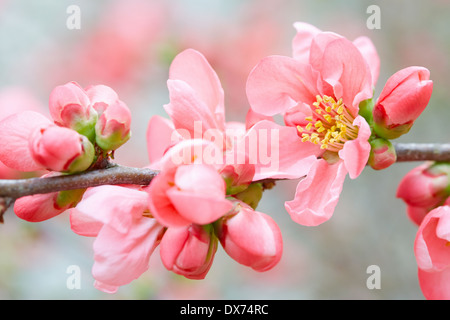 Les fleurs du printemps avec les bourgeons et fleurs rose Banque D'Images