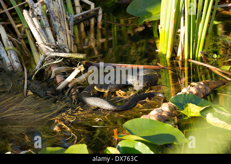 Eau empoisonnée mocassin sur le terrain dans les Everglades. Banque D'Images