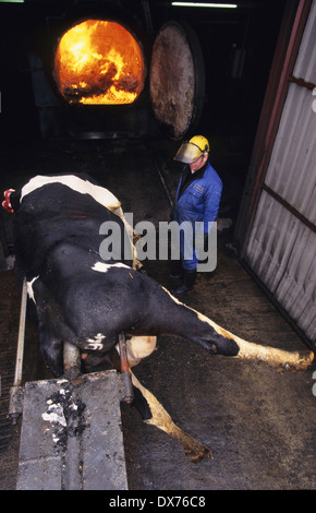 L'incinération des carcasses de vaches suspectes de l'ESB, la maladie de la vache folle. Midlands, Royaume-Uni Banque D'Images