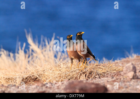 Deux oiseaux communs Myna dans la même pose. Banque D'Images