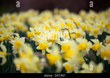 Gros plan sur un jardin plein de jonquilles fleuries, Angleterre, Royaume-Uni Banque D'Images