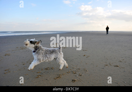 Chien schnauzer nain courir et sauter sur la plage à Camber Sands, Rye, East Sussex, UK Banque D'Images