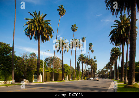 Les rues bordées de palmiers, Beverly Hills, Los Angeles, Californie, États-Unis d'Amérique Banque D'Images