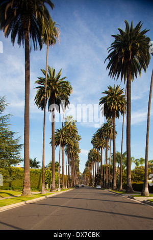 Les rues bordées de palmiers, Beverly Hills, Los Angeles, Californie, États-Unis d'Amérique Banque D'Images