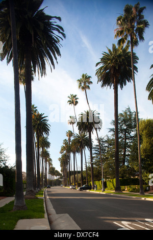 Les rues bordées de palmiers, Beverly Hills, Los Angeles, Californie, États-Unis d'Amérique Banque D'Images