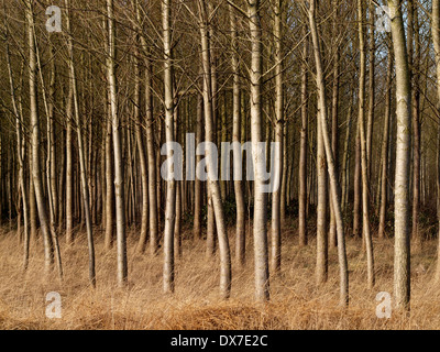 De nombreux troncs d'arbres parallèles ondulées en premier plan de plantation avec de l'herbe balayée par le sec ci-dessous et soupçon de ciel au-dessus Banque D'Images