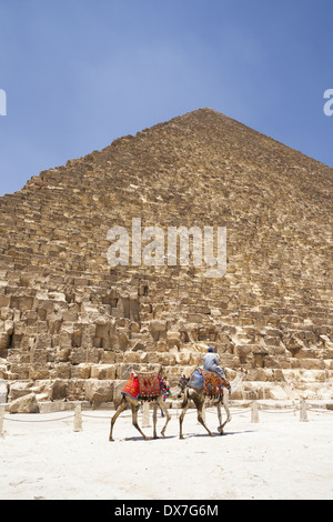 L'homme et des chameaux à côté grande pyramide de Gizeh, également connu sous le nom de pyramide de Chéops et la pyramide de Khéops, à Gizeh, Le Caire, Egypte Banque D'Images