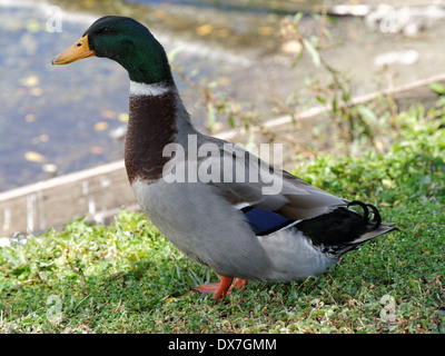 Canard colvert mâle debout à l'attention dans l'herbe par lac. Banque D'Images