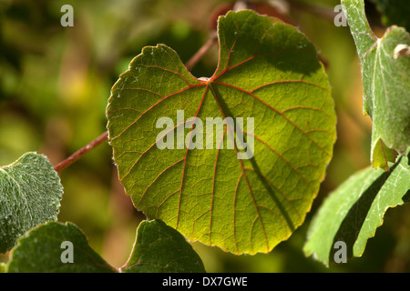 Feuilles rétroéclairé avec nervures rouges. La vigne sauvage Vitis californica sp. Banque D'Images