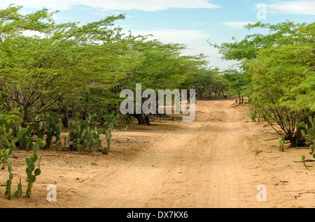 Route de terre de passage et aride dans La Guajira, Colombie Banque D'Images