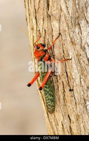 Grande sauterelle verte et rouge libre dans La Guajira, Colombie Banque D'Images