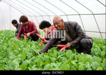 Lanzhou, province de Gansu en Chine. Mar 19, 2014. Les agriculteurs récoltent dans une serre dans le comté de la ville de Cheng Junxiao, nord-ouest de la Chine, la province de Gansu, le 19 mars 2014. Les cultures semées d'hiver sont récoltés dans Junxiao. © ZHANG Meng/Xinhua/Alamy Live News Banque D'Images