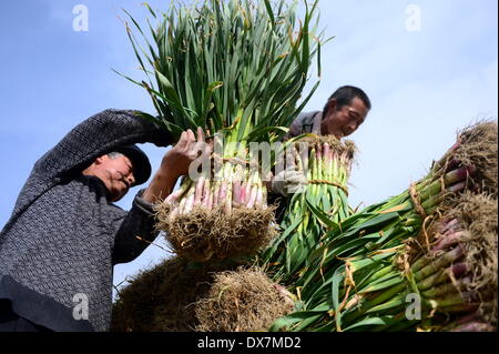 Lanzhou, province de Gansu en Chine. Mar 19, 2014. Charge des agriculteurs de légumes dans la ville de Hanwang, ville du nord-ouest de la Chine Junxiao's province de Gansu, le 19 mars 2014. Les cultures semées d'hiver sont récoltés dans Junxiao. © ZHANG Meng/Xinhua/Alamy Live News Banque D'Images