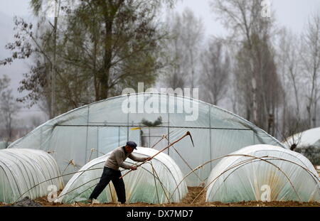 Lanzhou, province de Gansu en Chine. Mar 19, 2014. Un fermier dans le comté de houes Cheng Junxiao Ville, nord-ouest de la Chine, la province de Gansu, le 19 mars 2014. Les cultures semées d'hiver sont récoltés dans Junxiao. © ZHANG Meng/Xinhua/Alamy Live News Banque D'Images