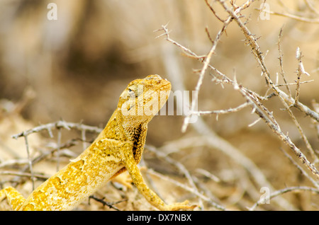 Vue rapprochée d'un petit lézard jaune dans La Guajira, Colombie Banque D'Images
