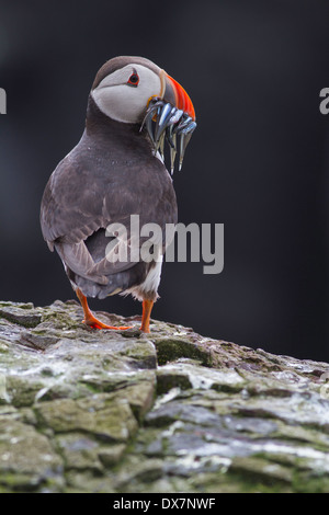 Macareux moine (Fratercula arctica) avec beakfull de lançon Banque D'Images