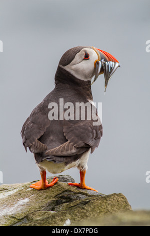 Macareux moine (Fratercula arctica) avec le projet de loi plein de lançon,iles farne dorset uk Banque D'Images