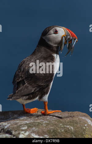 Macareux moine (Fratercula arctica) avec son bec plein de lançon Banque D'Images