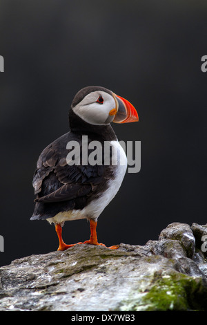 Macareux moine (Fratercula arctica,iles farne,uk Banque D'Images