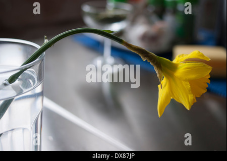 Jonquille fleur en verre de l'eau Banque D'Images