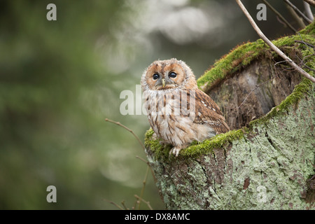 Tawny Owl (Strix Aluco enr.) dans un creux d'arbre Banque D'Images