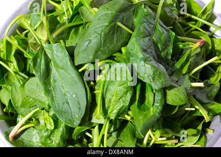 Les feuilles d'épinards de printemps fraîchement lavés Banque D'Images