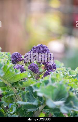 Early Purple Sprouting brocoli Banque D'Images