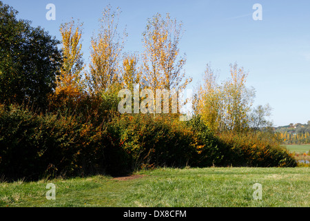 Haie d'AUTOMNE DANS LA CAMPAGNE ANGLAISE. Banque D'Images