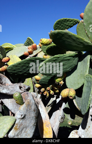 OPUNTIA Robusta. Oponce de l'Est. Banque D'Images